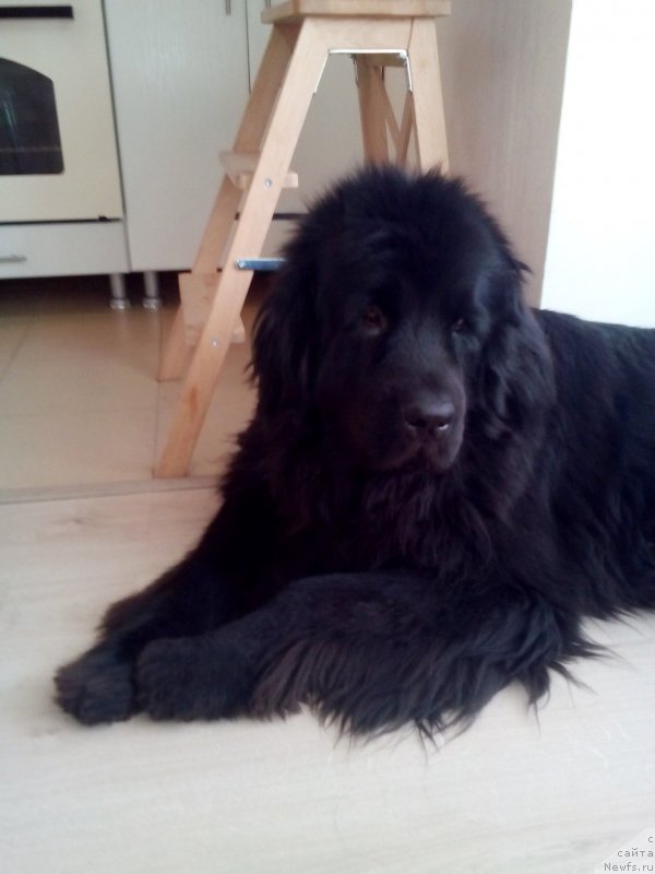 Фото: ньюфаундленд Bi Perfekt Arabella (Би Перфект Арабелла)