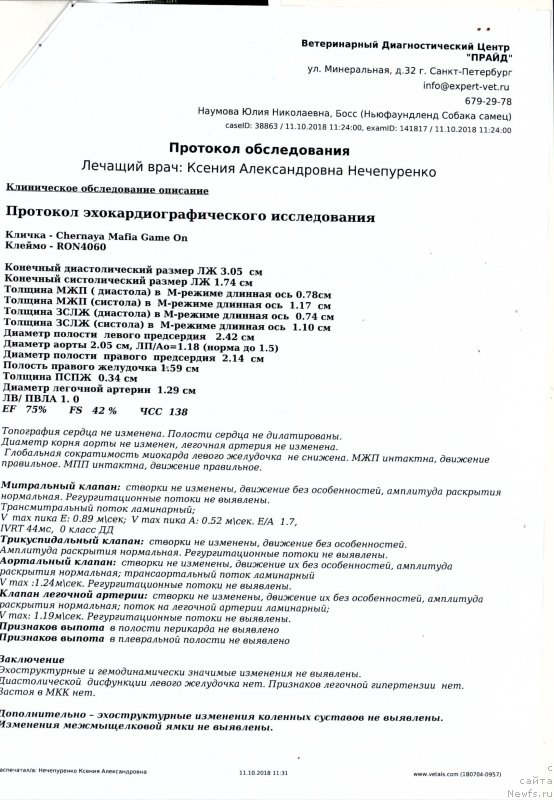 Фото: ньюфаундленд Chernaya Mafia Game On (Черная Мафия Гаме Он)