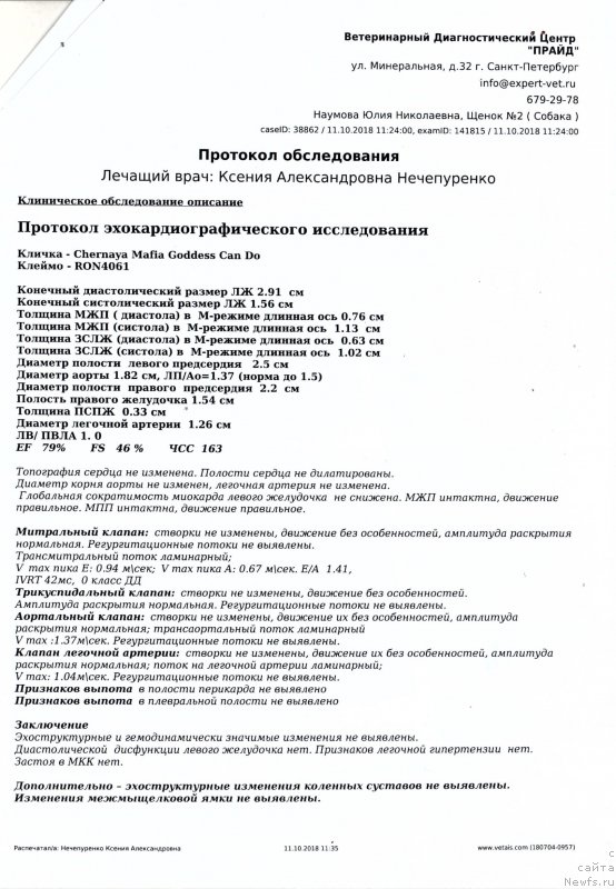 Фото: ньюфаундленд Chernaya Mafia Goddess Can Do Anything (Черная Мафия Годдесс Кан До Анутхинг)