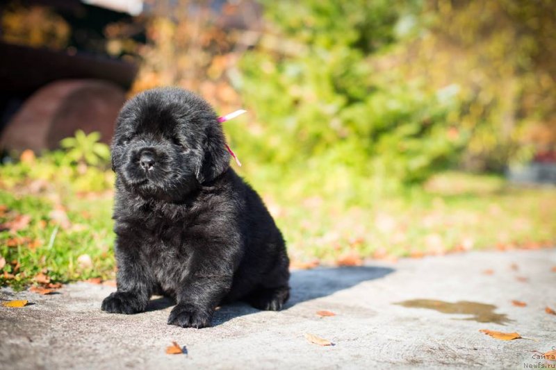 Фото: ньюфаундленд Smigar Gollivud Smayl (Смигар Голливуд Смайл)