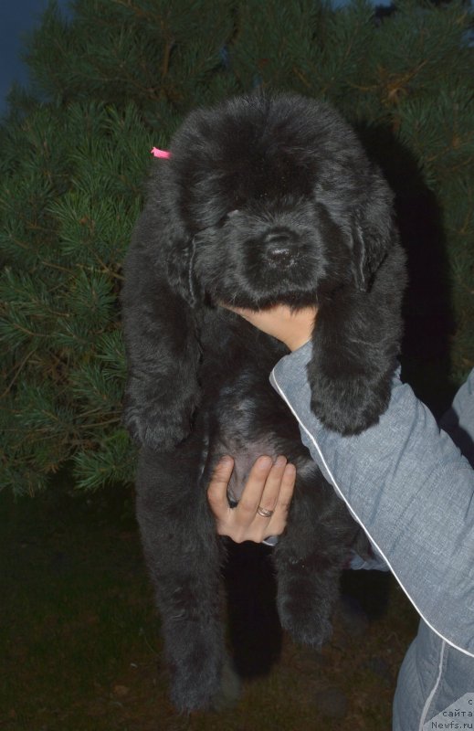 Фото: ньюфаундленд Smigar Gollivud Smayl (Смигар Голливуд Смайл)