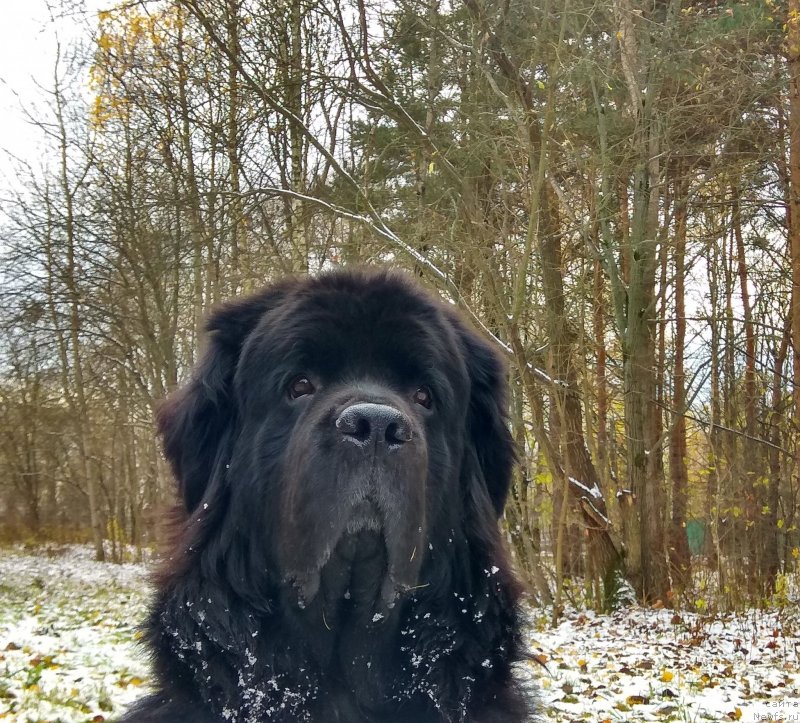 Фотография № 239988