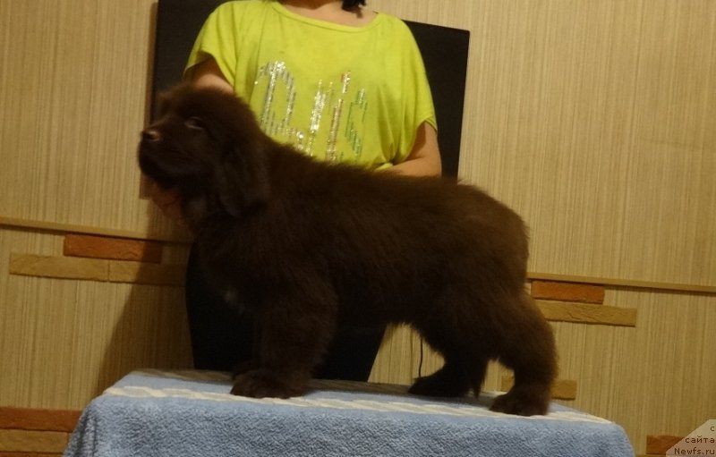 Фото: ньюфаундленд Njufort Pacifik (Ньюфорт Пацифик)