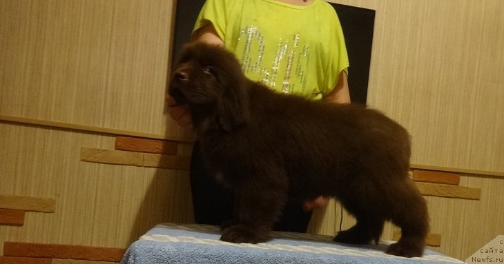 Фото: ньюфаундленд Njufort Pacifik (Ньюфорт Пацифик)