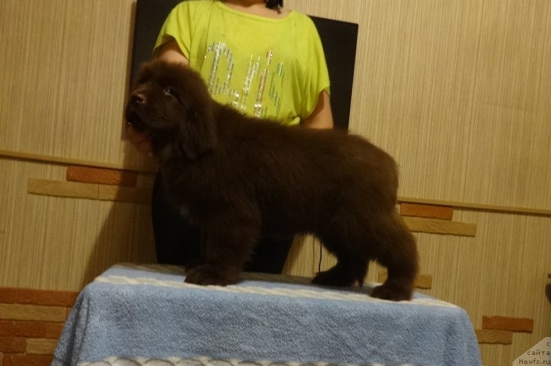 Фото: ньюфаундленд Njufort Pacifik (Ньюфорт Пацифик)