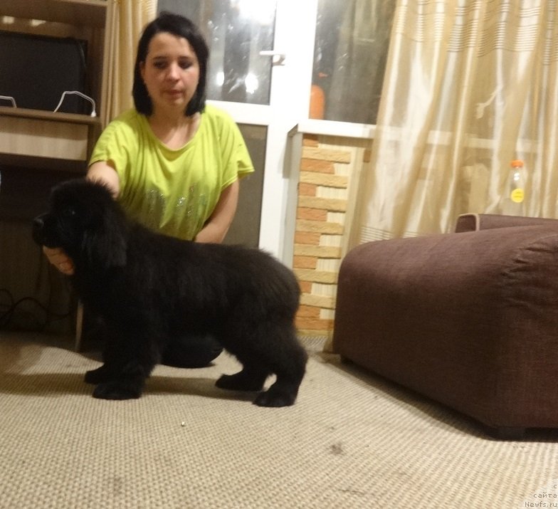 Фото: ньюфаундленд N'yufort Princess Rouz Veyn (Ньюфорт Принцесс Роуз Вейн)