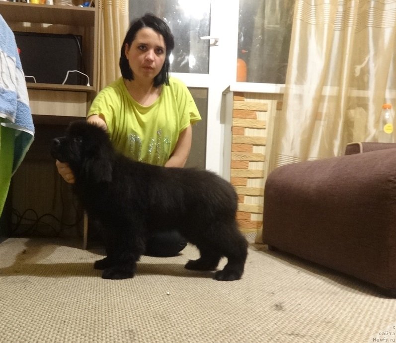 Фото: ньюфаундленд N'yufort Princess Rouz Veyn (Ньюфорт Принцесс Роуз Вейн)