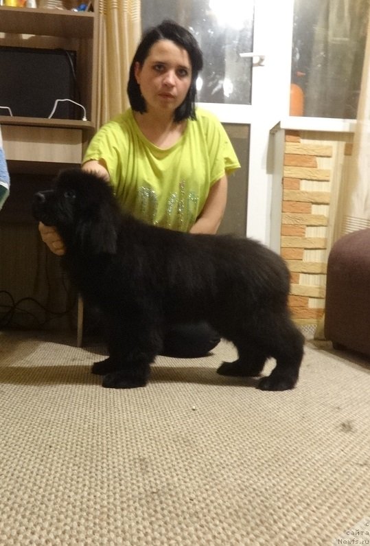 Фото: ньюфаундленд N'yufort Princess Rouz Veyn (Ньюфорт Принцесс Роуз Вейн)