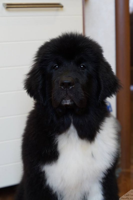 Фото: ньюфаундленд Akvian Song Unikum YEstrella Feliz (Аквиан Сонг Уникум Эстрелла Фелиз)