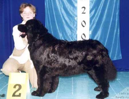 Фото: ньюфаундленд Zharkaya Noch iz Medvejyego Yara (Жаркая Ночь из Медвежьего Яра)