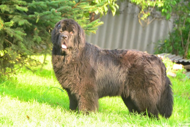 Фото: ньюфаундленд Talisman Morya La-Valetta (Талисман Моря Ла-Валетта)