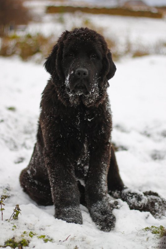 Фото: ньюфаундленд Obush Shed Indulgenza Plenaria (Обуш Шед Индульгенза Пленариа)