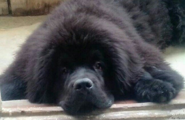 Фото: ньюфаундленд Darkflight Maryland (Даркфлайт Мэриленд)