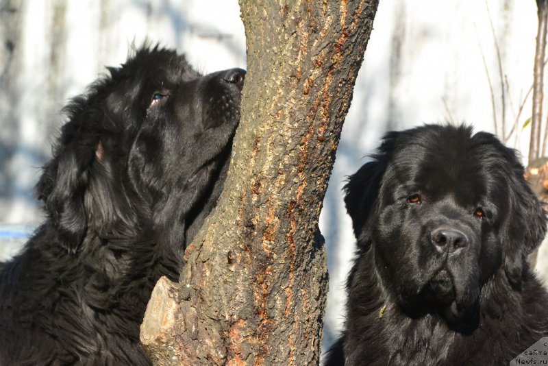 Фото: ньюфаундленд I'm Little Princess Midnight Bear, ньюфаундленд Talisman Morya Izumrudnaya Volna (Талисман Моря Изумрудная Волна)