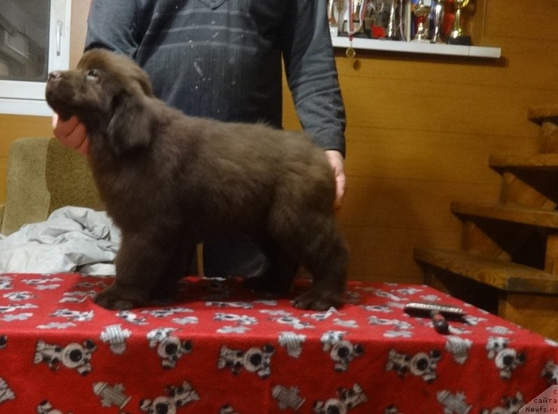 Фото: ньюфаундленд Njufort Perseya (Ньюфорт Персея)