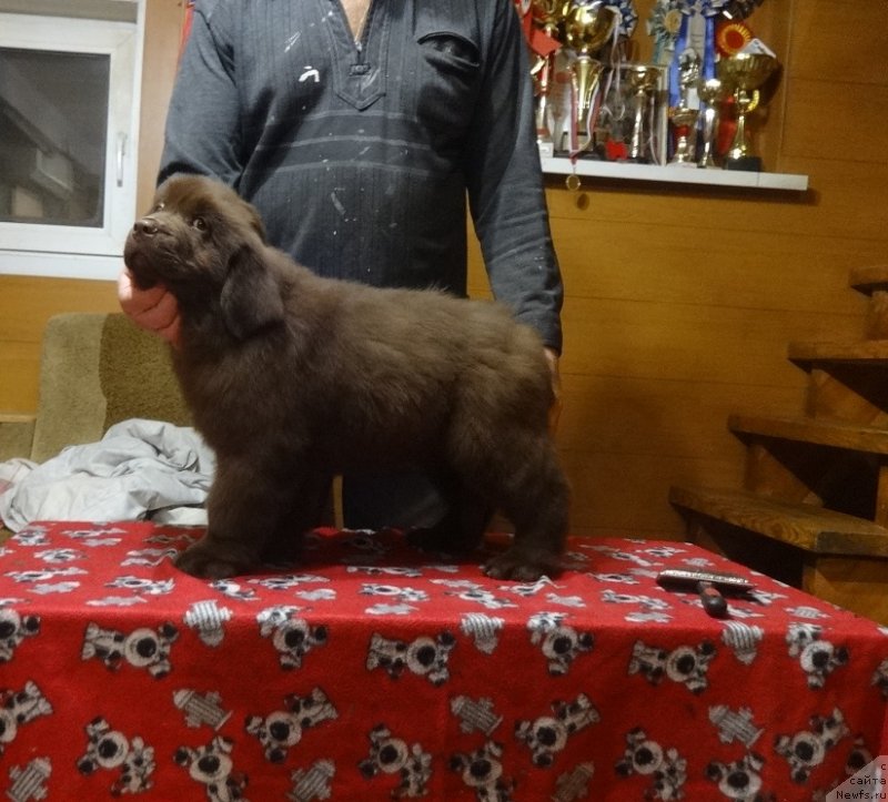 Фото: ньюфаундленд Njufort Perseya (Ньюфорт Персея)