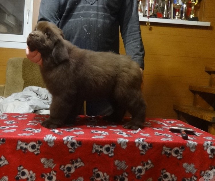 Фото: ньюфаундленд Njufort Perseya (Ньюфорт Персея)