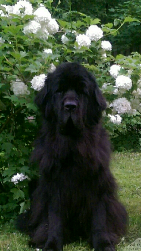 Фото: ньюфаундленд Knyajenika iz Antagrada (Княженика из Антаграда)