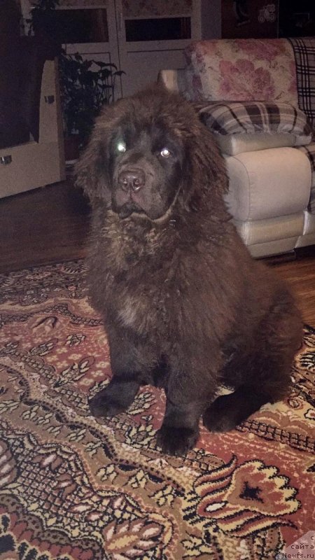 Фото: ньюфаундленд Braunblad MSK Lavli Favorit (Браунблад МСК Лавли Фаворит)