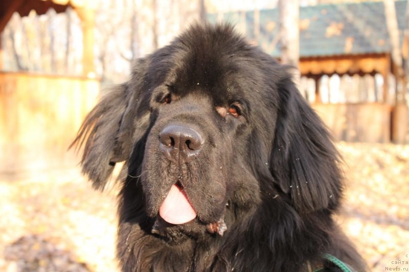 Фото: ньюфаундленд YEkvals ze Best (Эквалс зе Бест)