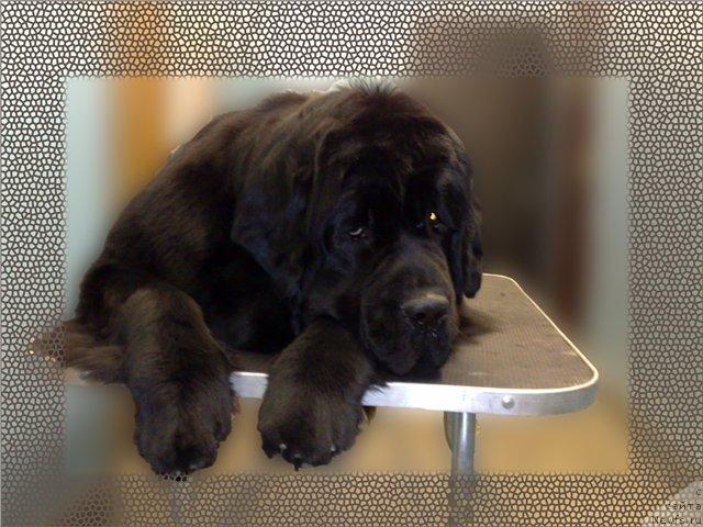 Фото: ньюфаундленд Plyushevaya Panda Kendra Dyurbahler Klab (Плюшевая Панда Кендра Дюрбахлер Клаб)