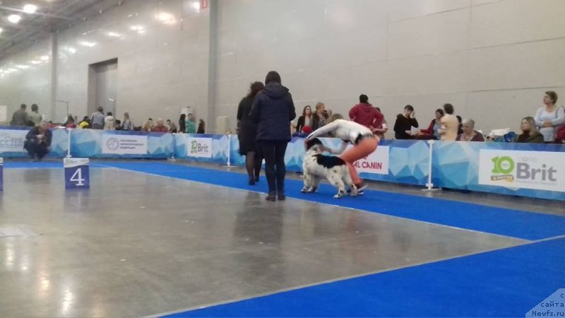 Фото: ньюфаундленд Euzhiyarvi ot Karelskikh Medvedey (Еужиярви от Карельских Медведей)