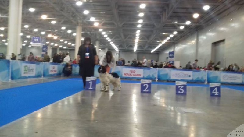 Фото: ньюфаундленд Euzhiyarvi ot Karelskikh Medvedey (Еужиярви от Карельских Медведей)