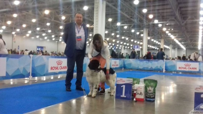 Фото: ньюфаундленд Euzhiyarvi ot Karelskikh Medvedey (Еужиярви от Карельских Медведей)