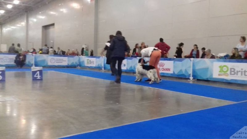 Фото: ньюфаундленд Euzhiyarvi ot Karelskikh Medvedey (Еужиярви от Карельских Медведей)