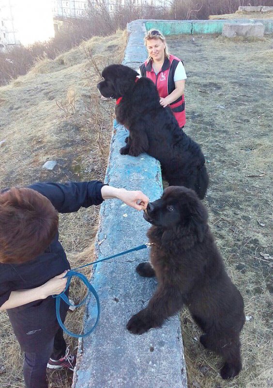 Фото: ньюфаундленд Fallin Love With Me Midnight Bear, ньюфаундленд Smigar Tango in the Night (Смигар Танго ин зе Найт)