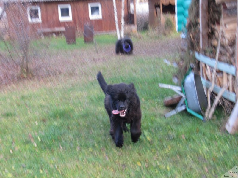 Фото: ньюфаундленд Richchi s Berega Dona (Риччи с Берега Дона)