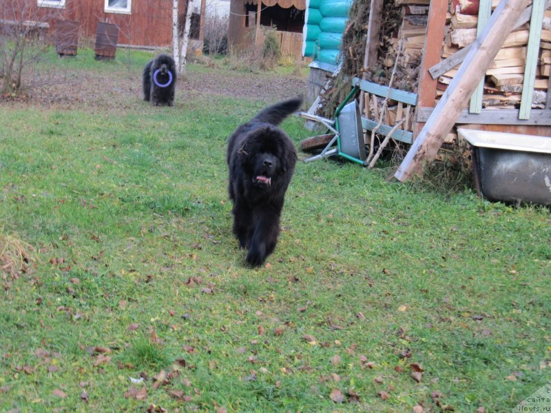 Фото: ньюфаундленд Richchi s Berega Dona (Риччи с Берега Дона)