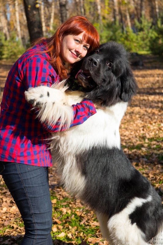 Фото: ньюфаундленд Gordon Ing'l Perikl'z from Rashn Bear (Гордон Инг'л Перикльз фром Рашн Беар)