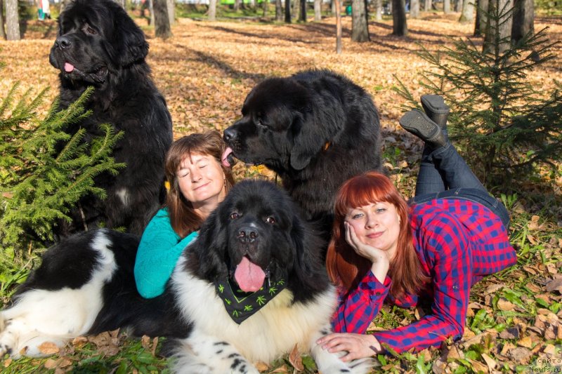 Фото: ньюфаундленд Gordon Ing'l Perikl'z from Rashn Bear (Гордон Инг'л Перикльз фром Рашн Беар)