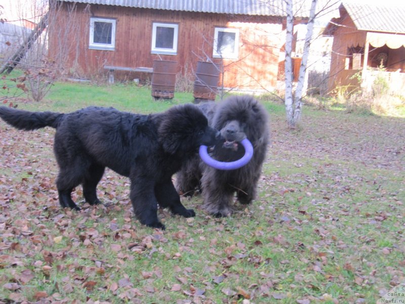 Фотография № 240062