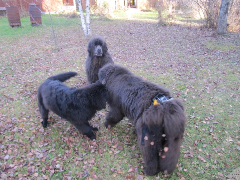 Фото: ньюфаундленд Richchi s Berega Dona (Риччи с Берега Дона), ньюфаундленд Melty Wave Marine Tifeya (Мелти Вейв Марин Тифея), ньюфаундленд Dyurbahler Klab Al'faretta Vin'etta (Дюрбахлер Клаб Альфаретта Виньетта)