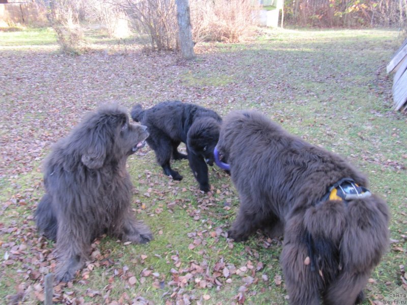 Фотография № 240065