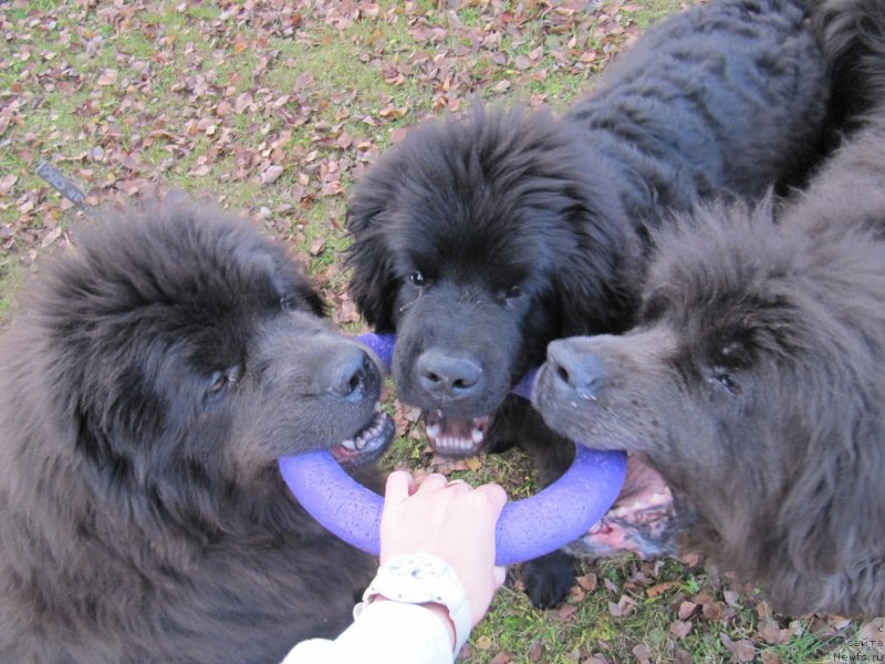 Фотография № 240066