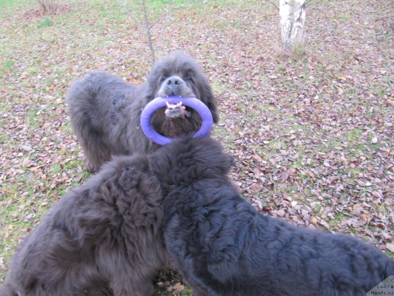 Фотография № 240067