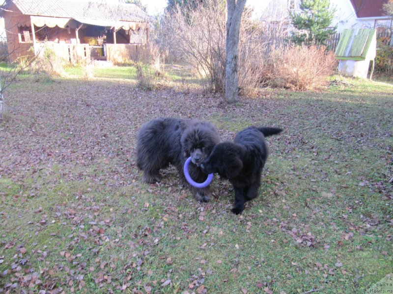 Фотография № 240068