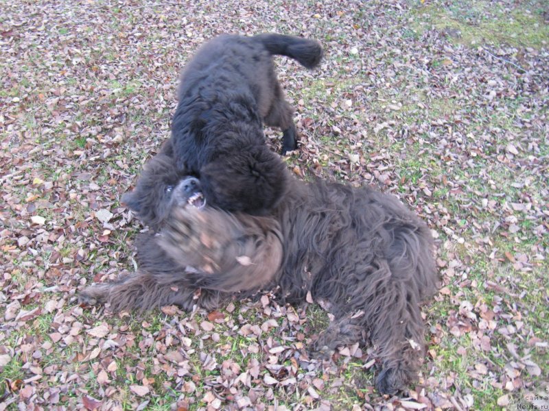 Фотография № 240071