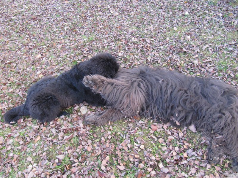 Фотография № 240072