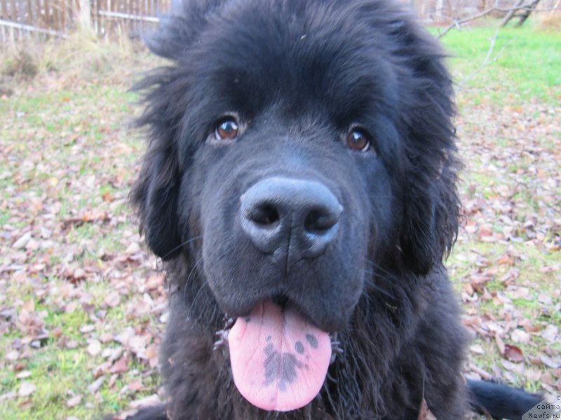 Фотография № 240074