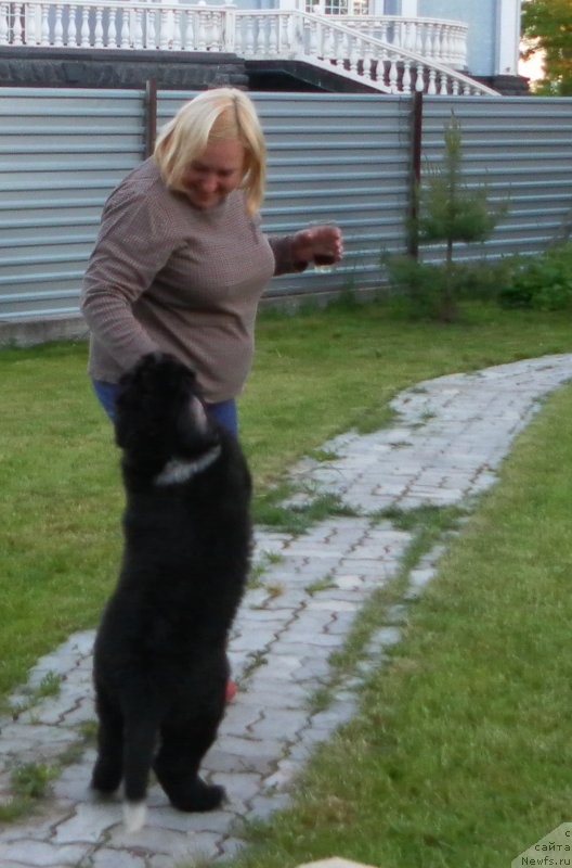 Фото: ньюфаундленд Piternyuf Enigma (Питерньюф Енигма)