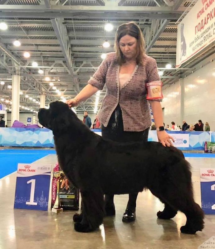 Фото: ньюфаундленд Aquatoriya Kelvin Yunique Malina Style (Акватория Келвин Юник Малина Стайл)