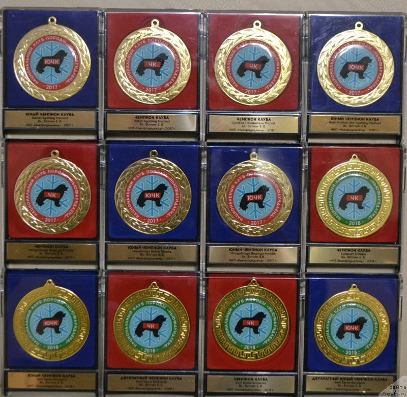 Фото: ньюфаундленд Nazar Vyatskiy Medved (Назар Вятский Медведь), ньюфаундленд Simbad Pokoritel' Morey (Симбад Покоритель Морей), ньюфаундленд Skarlet O'Hara (Скарлет О'Хара), ньюфаундленд Aquatoriya Kelvin Sharliz (Акватория Келвин Шарлиз), ньюфаундленд Mnogolikaya Boginya Manifik (Многоликая Богиня Манифик), ньюфаундленд Noel Naslednitsa Vyatskiy Medved (Ноэль Наследница Вятских Медведей), ньюфаундленд Sent Djons Exclusive (Сент Джонс Эксклюзив)