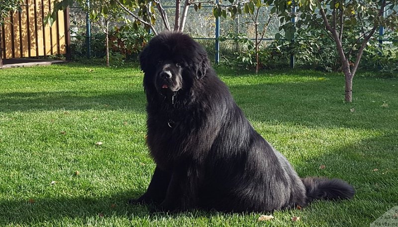 Фото: Vadim Vishnevskiy (Вадим Вишневский), ньюфаундленд Inviting Look of Love (Инвайтинг Лук оф Лав)