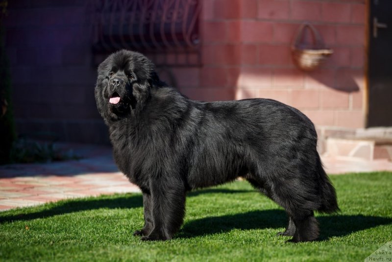 Фото: ньюфаундленд Inviting Look of Love (Инвайтинг Лук оф Лав)