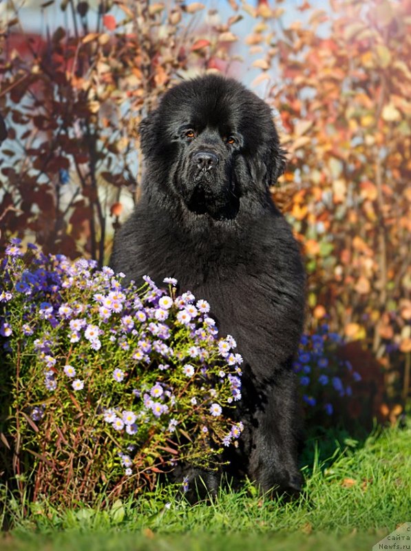 Фото: ньюфаундленд Inviting Look of Love (Инвайтинг Лук оф Лав)