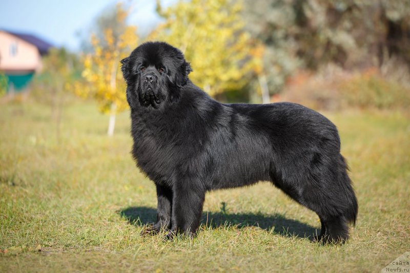 Фото: ньюфаундленд Inviting Look of Love (Инвайтинг Лук оф Лав)